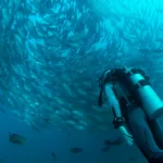 scuba diver watching school of gray fish underwater